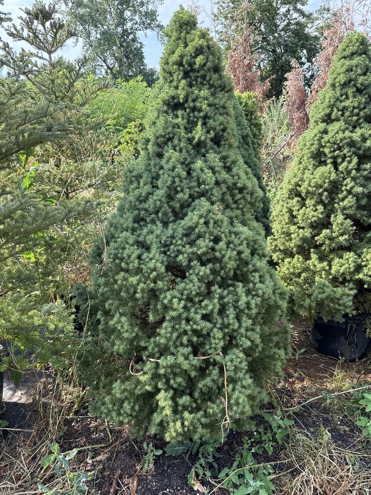 Molid pitic /picea glauca