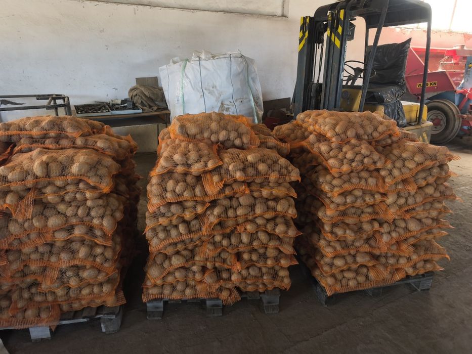Cartofi consum alb / Rosu la 10 kg cusut egalizat