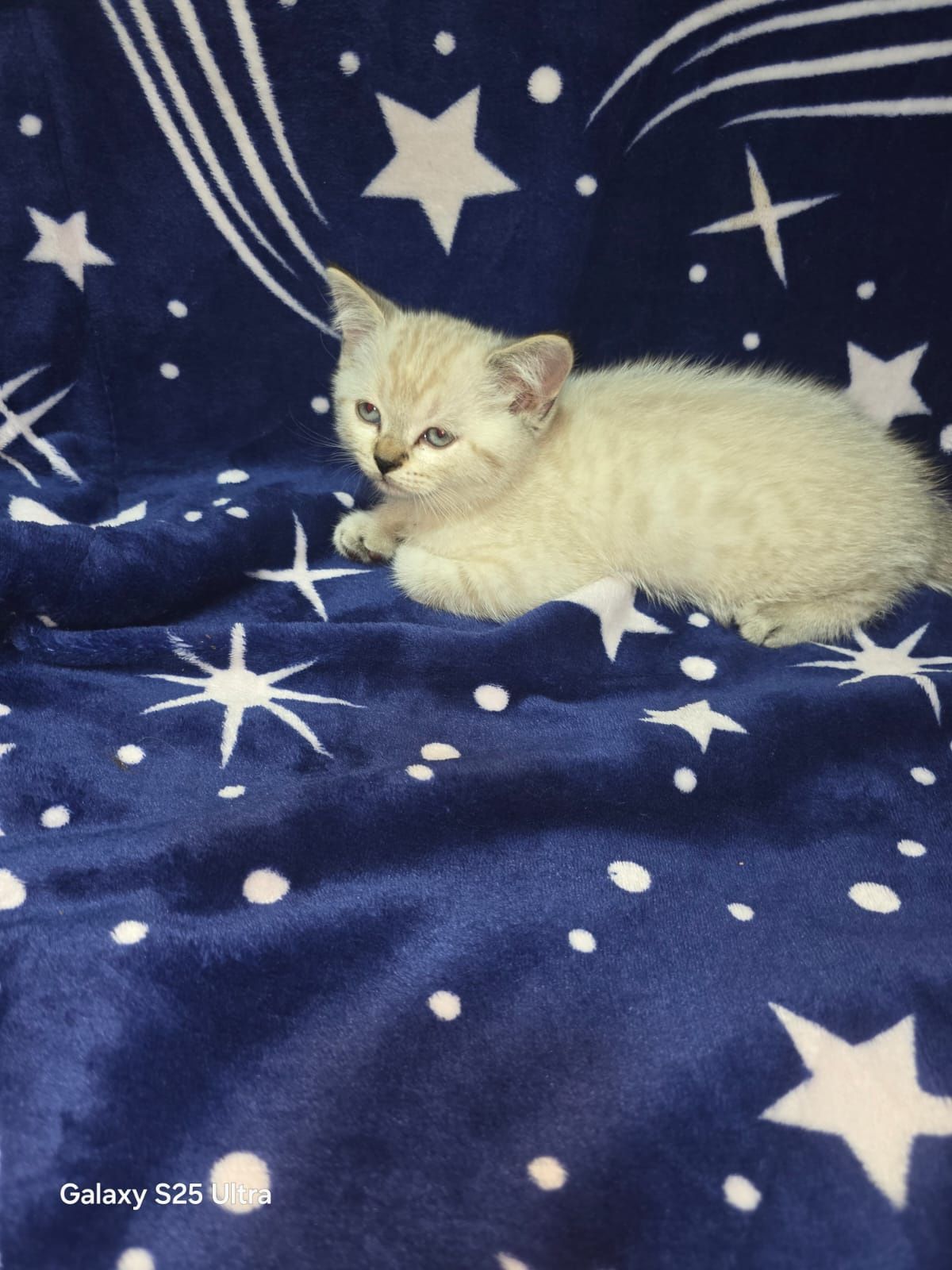 British Shorthair White Tabby  Elado