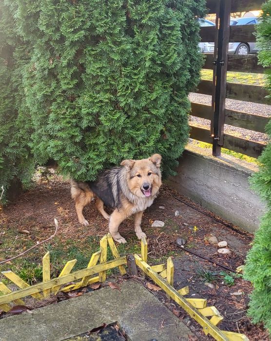 Donez catelusa prietenoasa si jucăușă