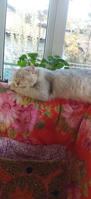 Передержка домашних кошек и котят