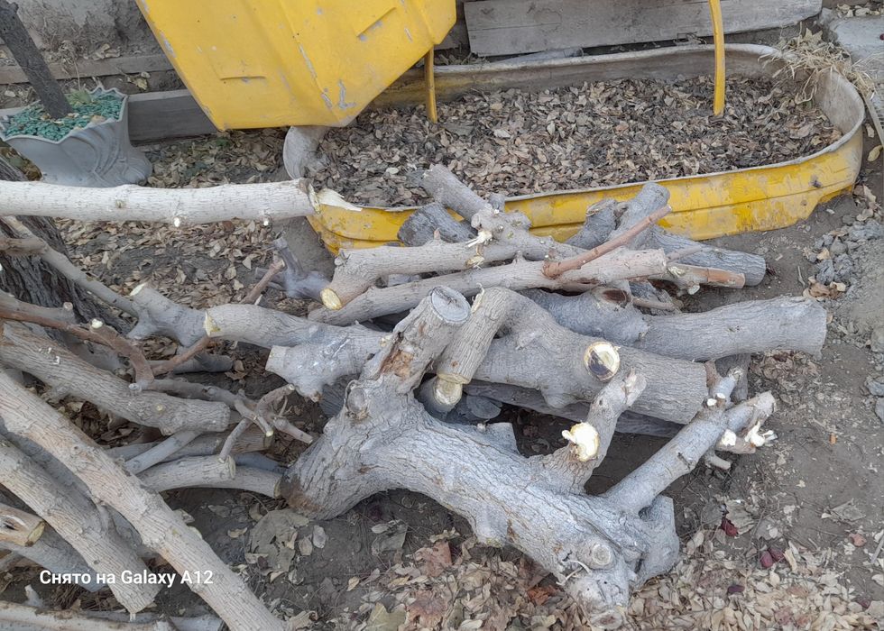 Продам дрова от тутовника.