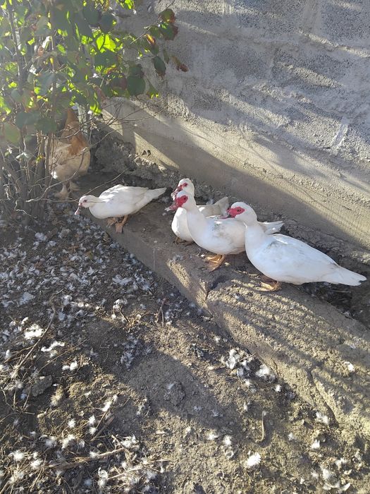 Rate de vânzare  bune de tăiat sau de ținut