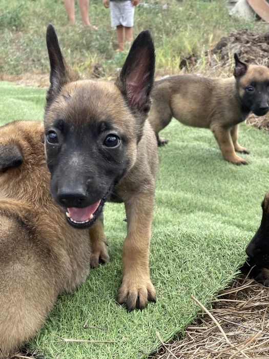 Белгийска овчарка -Малиноа