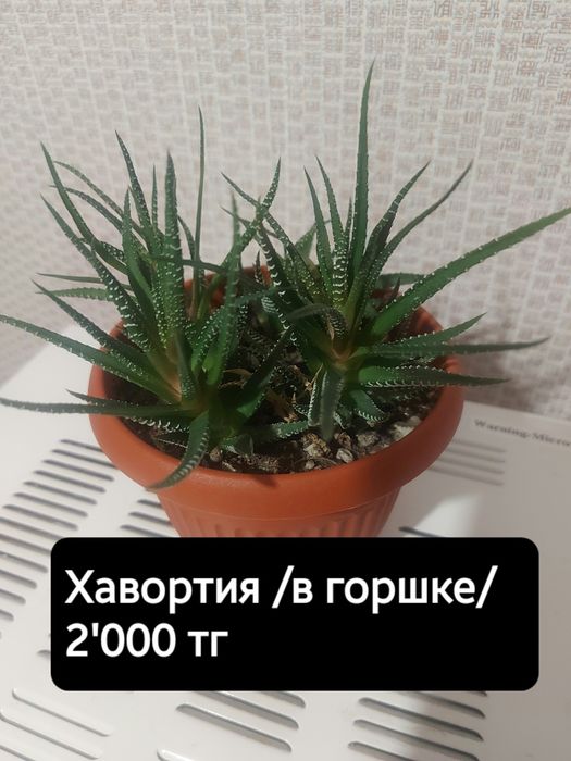 Драцена. Хавортия. Китайская роза.
