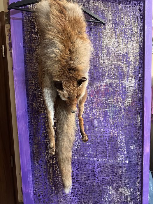 Яка от истинска лисица