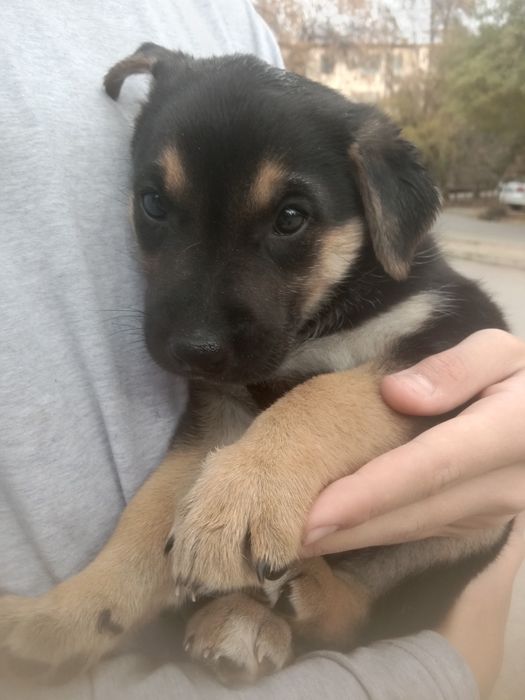 Щенок мальчик, возраст 2 месяца.