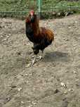 Cocos araucana de vanzare