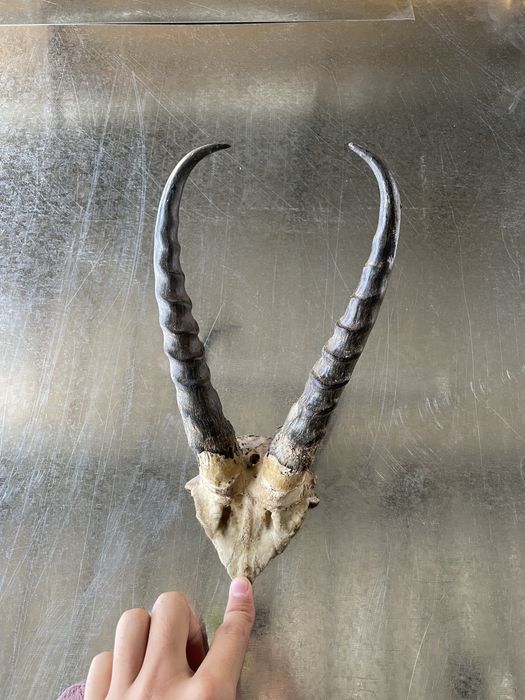 Натуральные настоящие рога