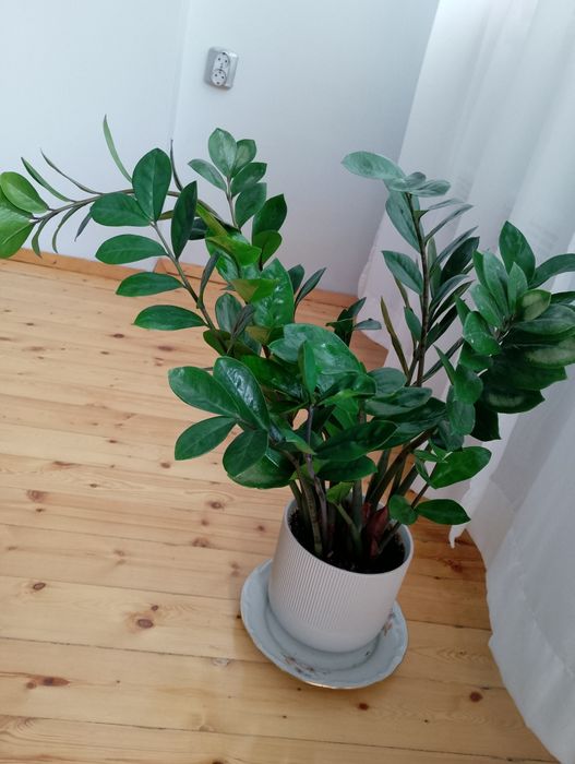 Замиокулкас - Дървото на желанията
/Zamioculcas zamiifolia/