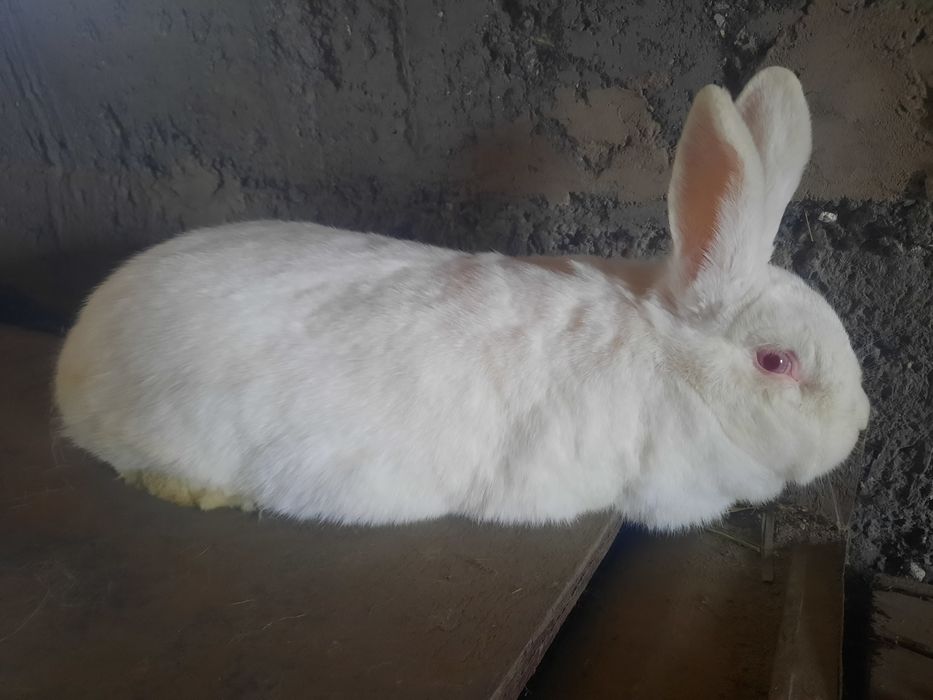 Кролики белый панон