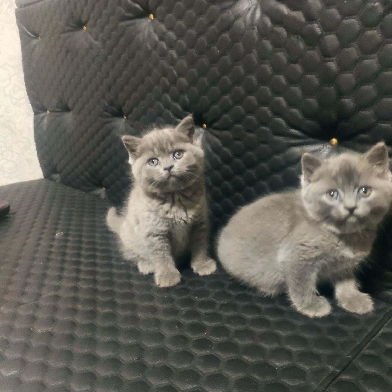 Продаютса кошки в харошие руки