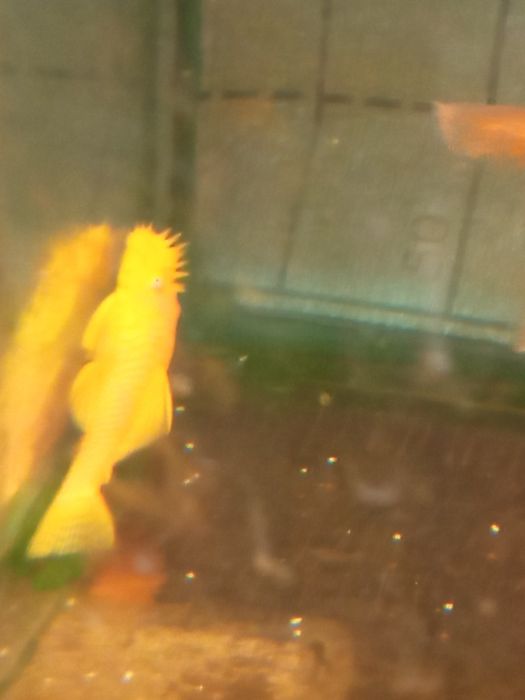 Продам анциструса