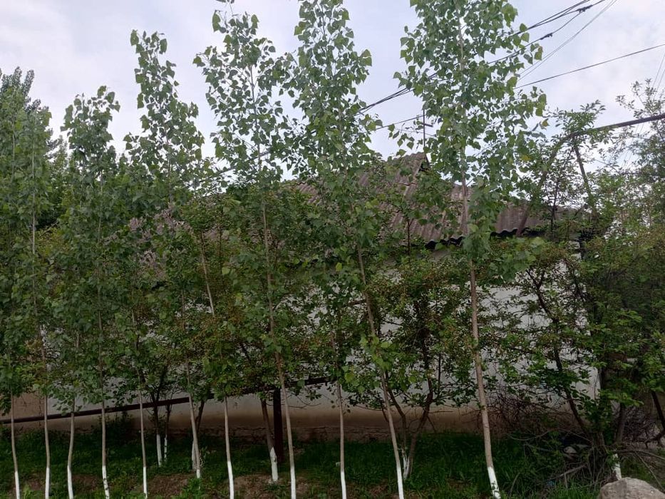Уй Сотилади 7 Хона ошхона бания 200 та тераги дарахтлари куп