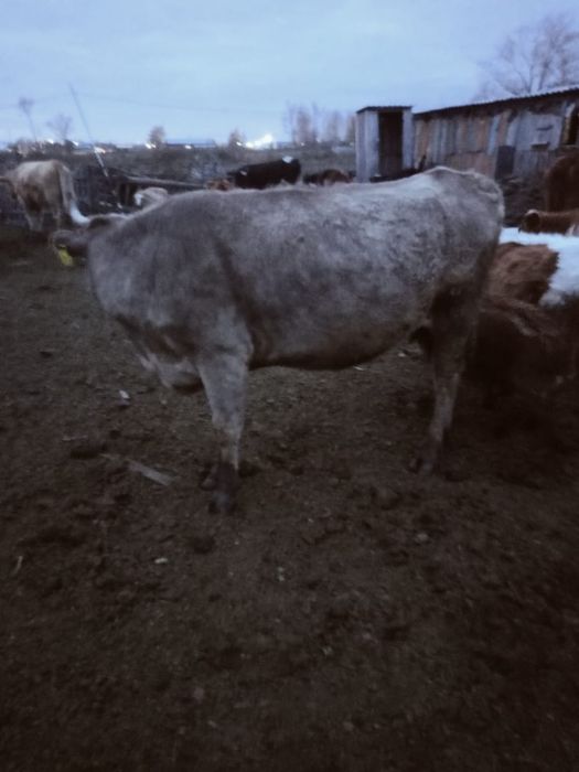 Продам 3 коров .