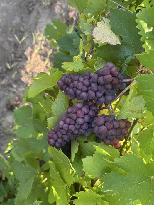 Struguri vin nobili certificati-Podgoria Panciu
