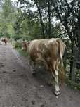 Vaca de vanzare