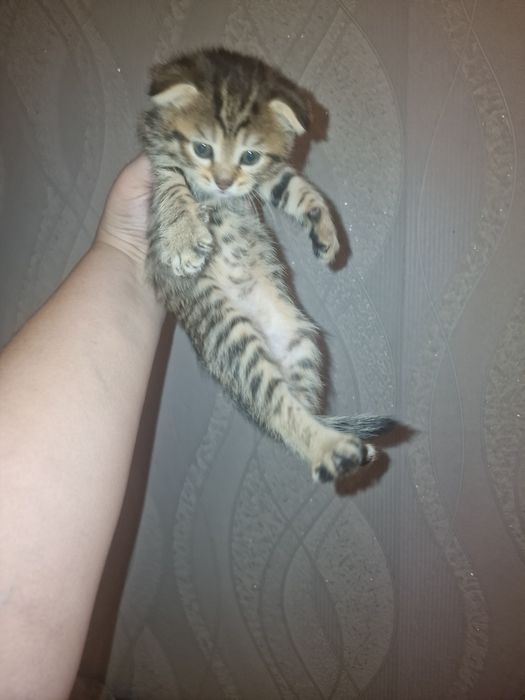 продаю  Котят 2 весловухие девочки  и  1 прямоухая