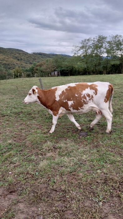 De vanzare vaci baltata românească   pret  difera de la animal la anim