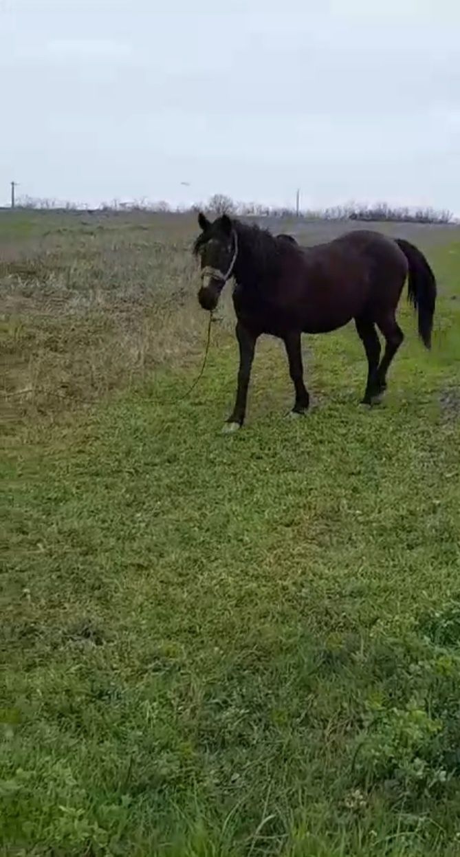 Cai de vânzare. Iapă de vânzare