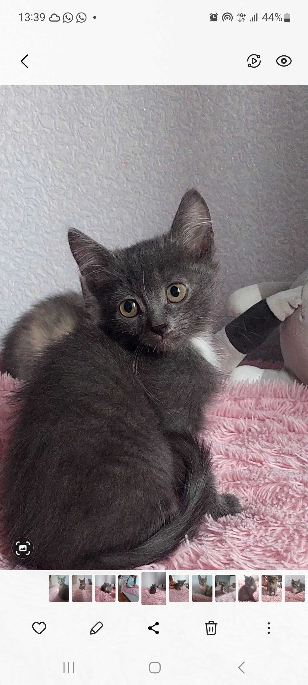 Отдам котят в добрые руки