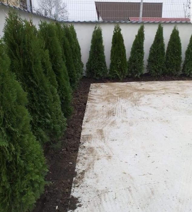 Tuia leylandii smarald spirale plante ornamentale