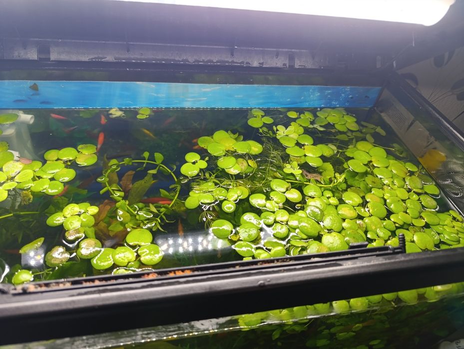 Plante de acvariu de suprafata 10 buc