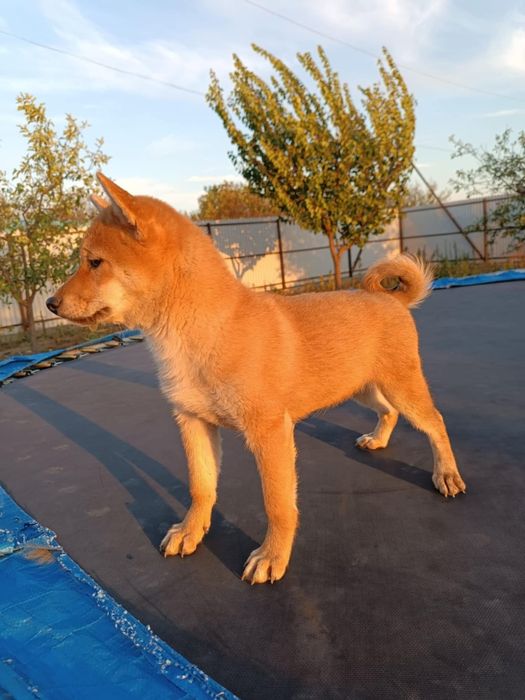 Shiba Inu fetiță