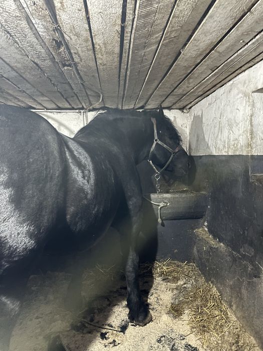 Armasar sange rece unguresc