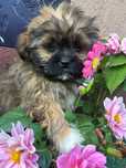 Vând cățel shihtzu