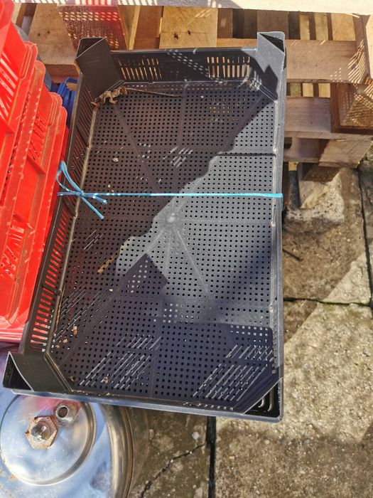 Пластмасови щайги за ягоди