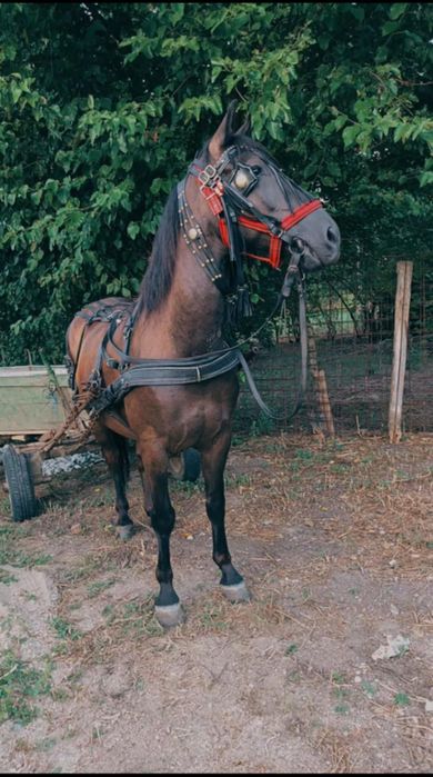 Cal castrat  mai multe detalii in privat