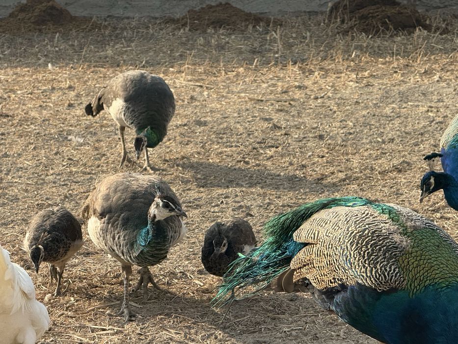 Zotdor tovuqlar va Tovuslar sotiladi