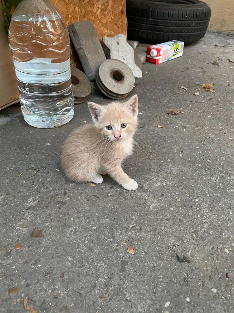 Ofer spre adoptie pisicute