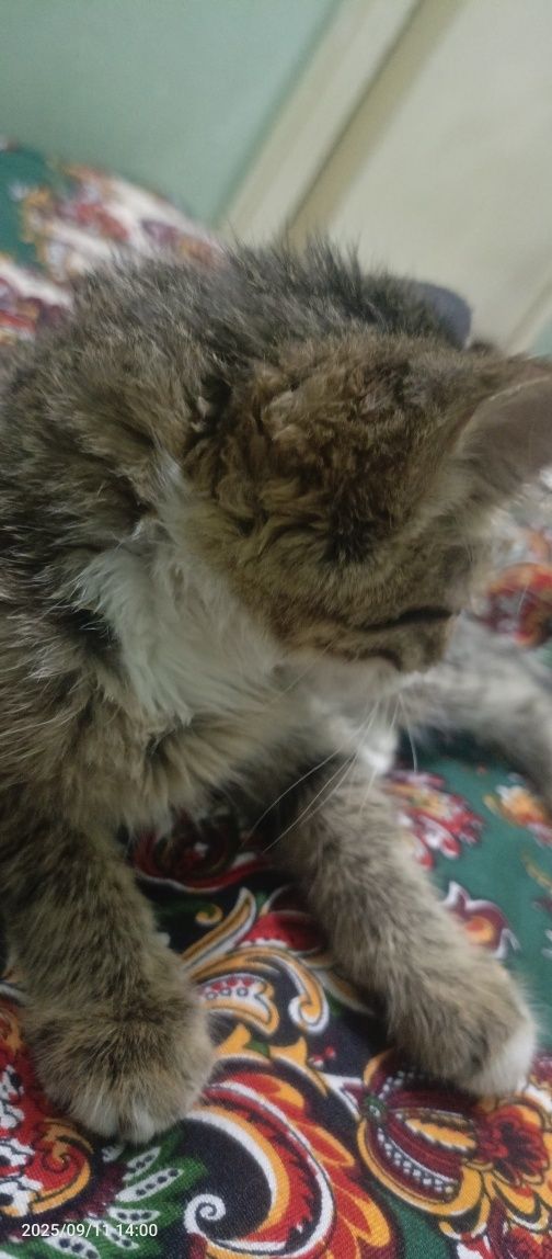 котёнок 1-1.5 месяца