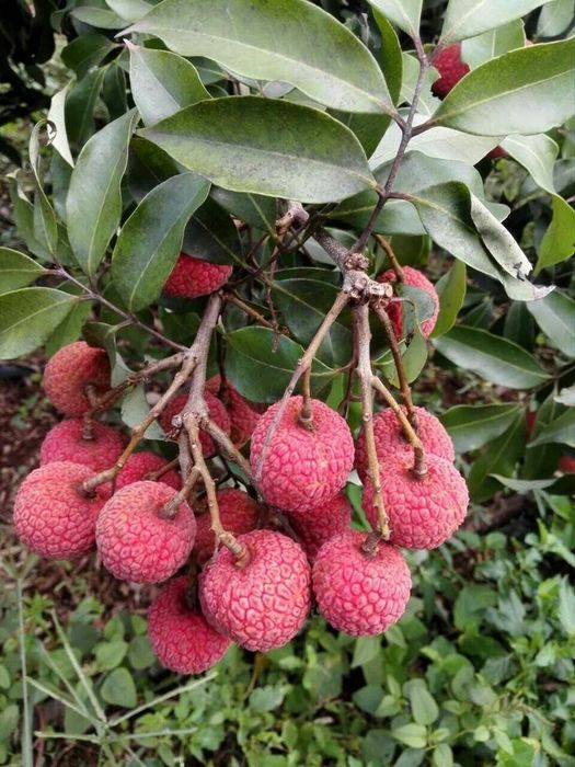 Arbusti Fructiferi ( Litchi )