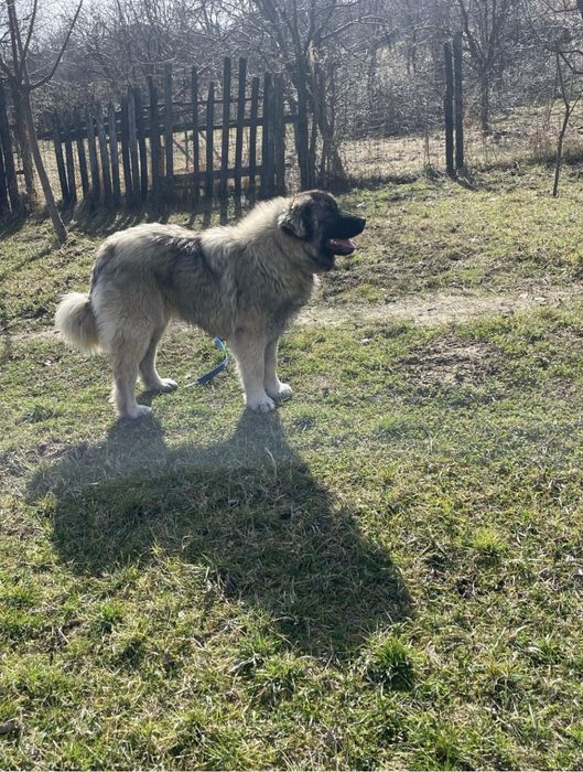 Femela Ciobanesc Caucazian