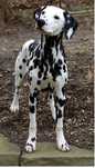 Donez caine dalmatian