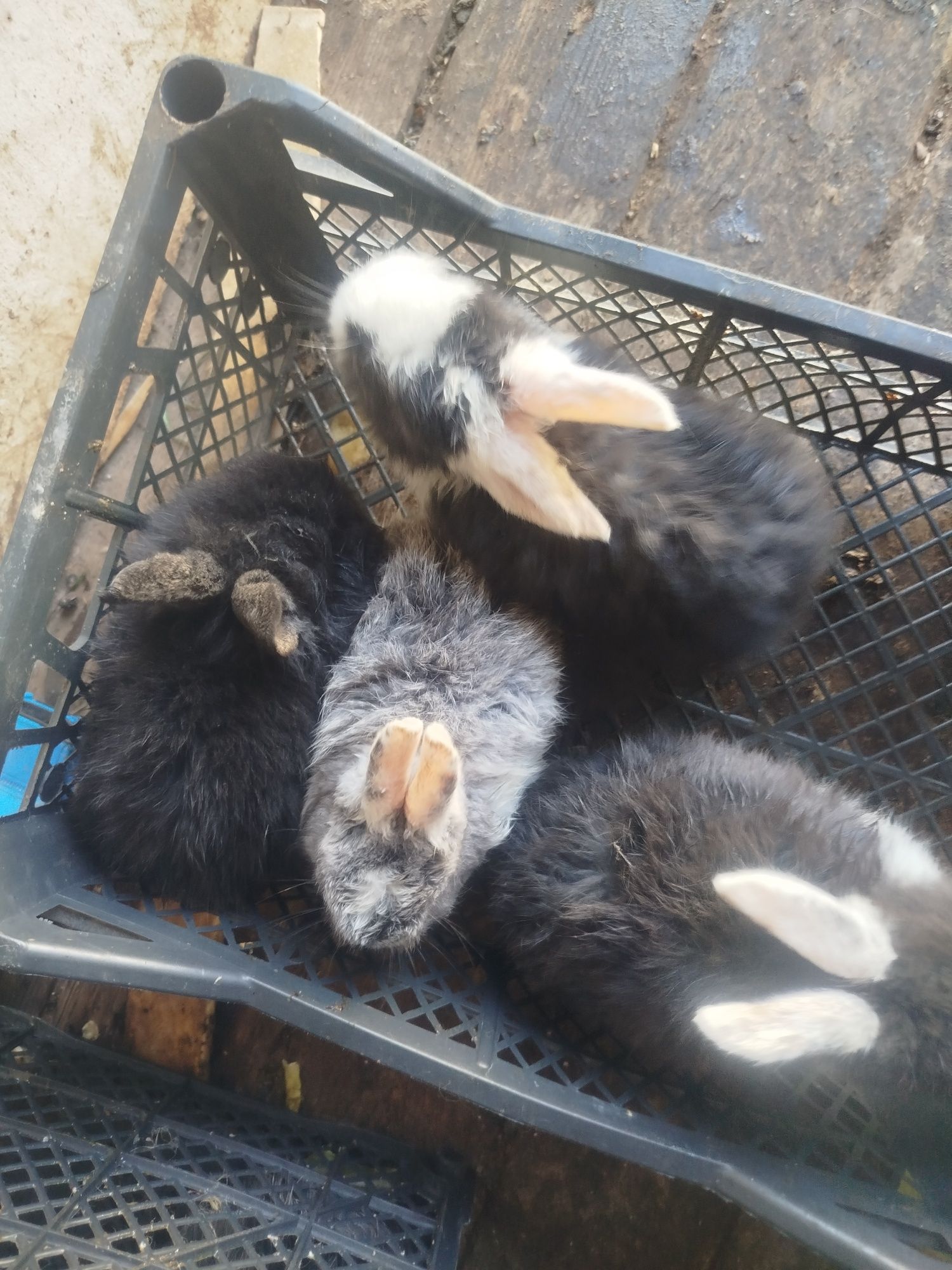Продаются  кролики  французский баран