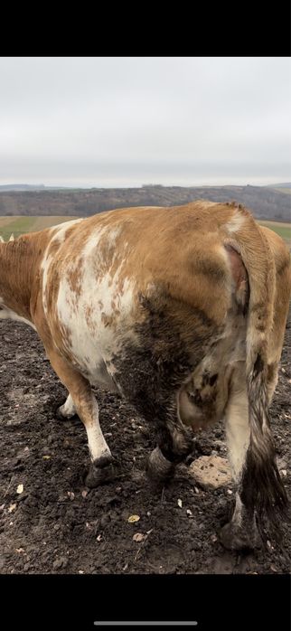 Vand vaca baltata gestanta 6 luni