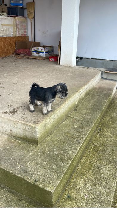 Schnauzer Pitic , negru argintiu / sare&piper