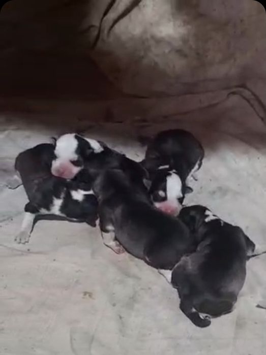 Husky siberian pedigree