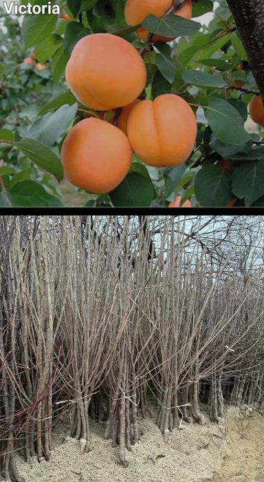 Peri-pomi fructiferi