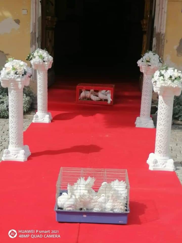 Porumbei evenimente Timișoara