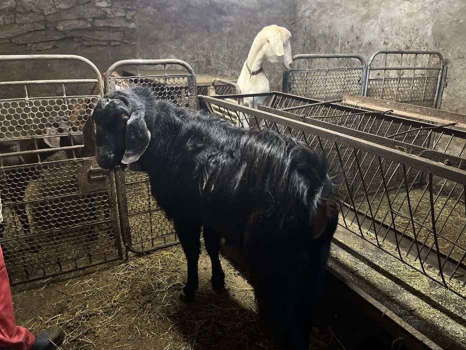 Млад , работещ на 18 месеца