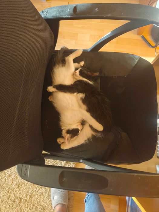 Подарявам котенца!