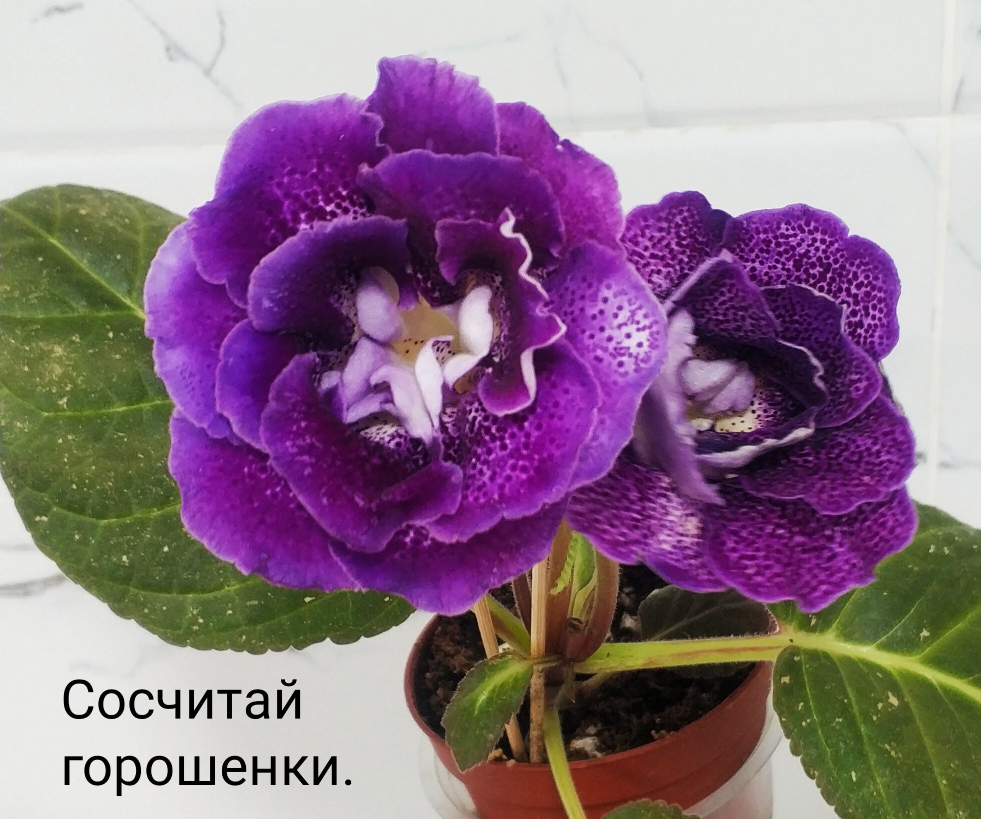 Сортовые цветущие глоксинии.