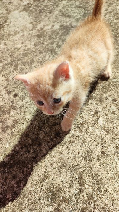 Спешно! Мъжко коте има нужда от дом!