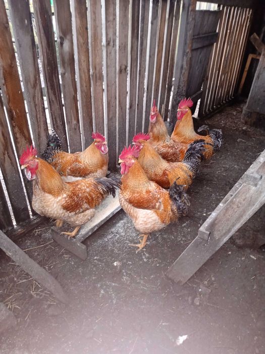 Cocoși de casă de vanzare