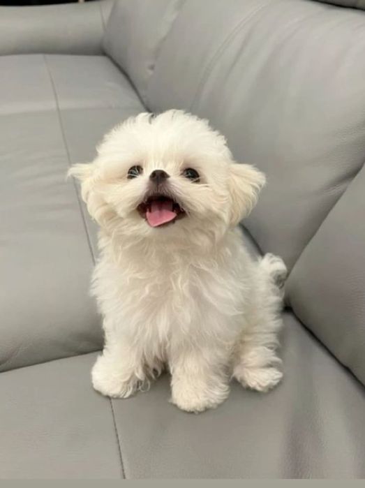 Bichon Maltez Fetiță